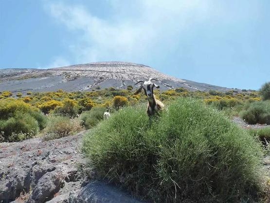 常年生活在西西里島埃特納火山的山羊，它們對火山內部活動有著敏銳的直覺。圖片來源：Lorenzo Blangiardi via Flickr CC