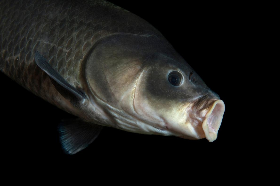 這條小鯉牛胭脂魚攝於達科他州的加文斯角國家魚類孵化場暨水族館（Fish Hatchery and Aquarium）。碳定年證實這個物種是已知最長壽的淡水魚類。PHOTOGRAPH BY JOEL SARTORE, NATIONAL GEOGRAPHIC PHOTO ARK