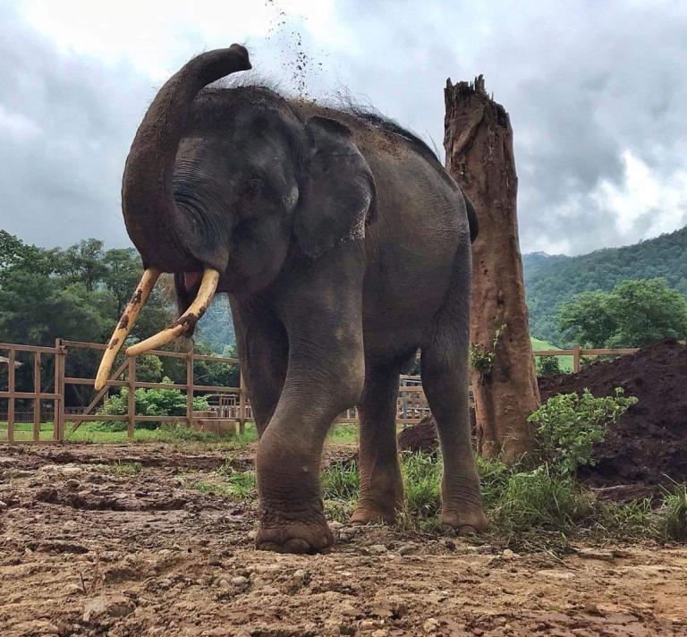 沒有鐵鍊綑綁的歸宏，8月8號在大象自然公園園區內往自己背上扔泥土。PHOTOGRAPH BY SAVE ELEPHANT FOUNDATION