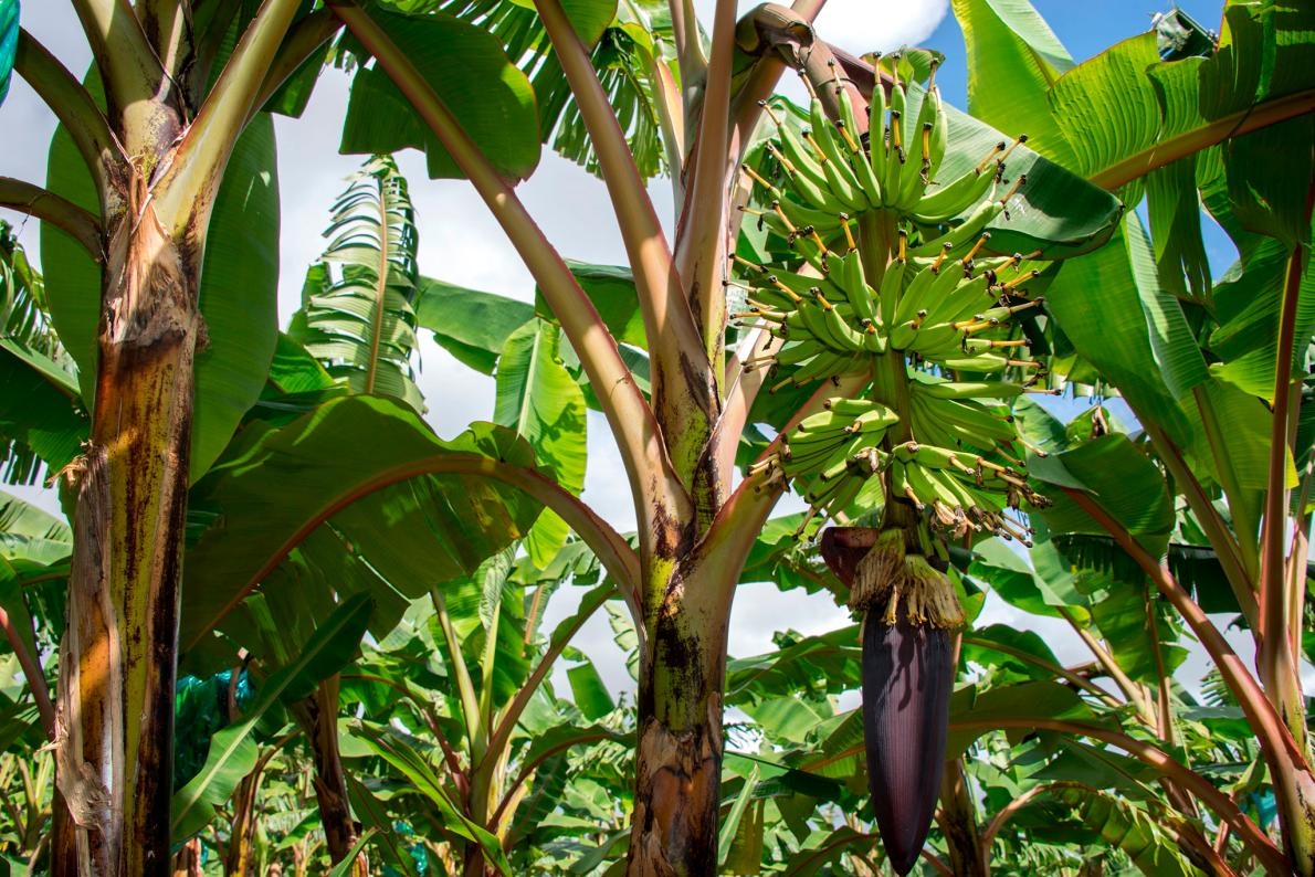 瓜德羅普一座種植園裡的多年生香蕉，攝於2018 年 4月 10 日。一種致命的真菌威脅著這種黃色香蕉的未來，這些香蕉幾乎全部都銷往美國。PHOTOGRAPH BY HELENE VALENZUELA, AFP/GETTY IMAGES
