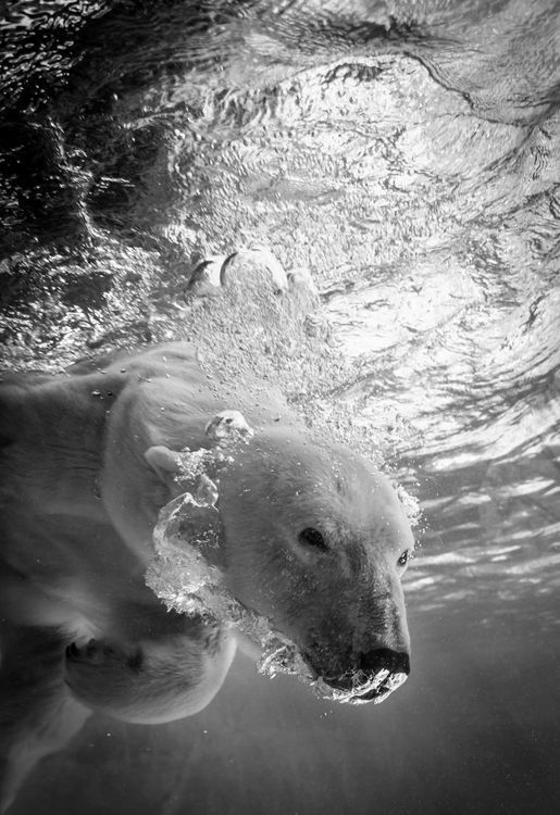 Photograph by Jennifer MacNeill, National Geographic Your Shot