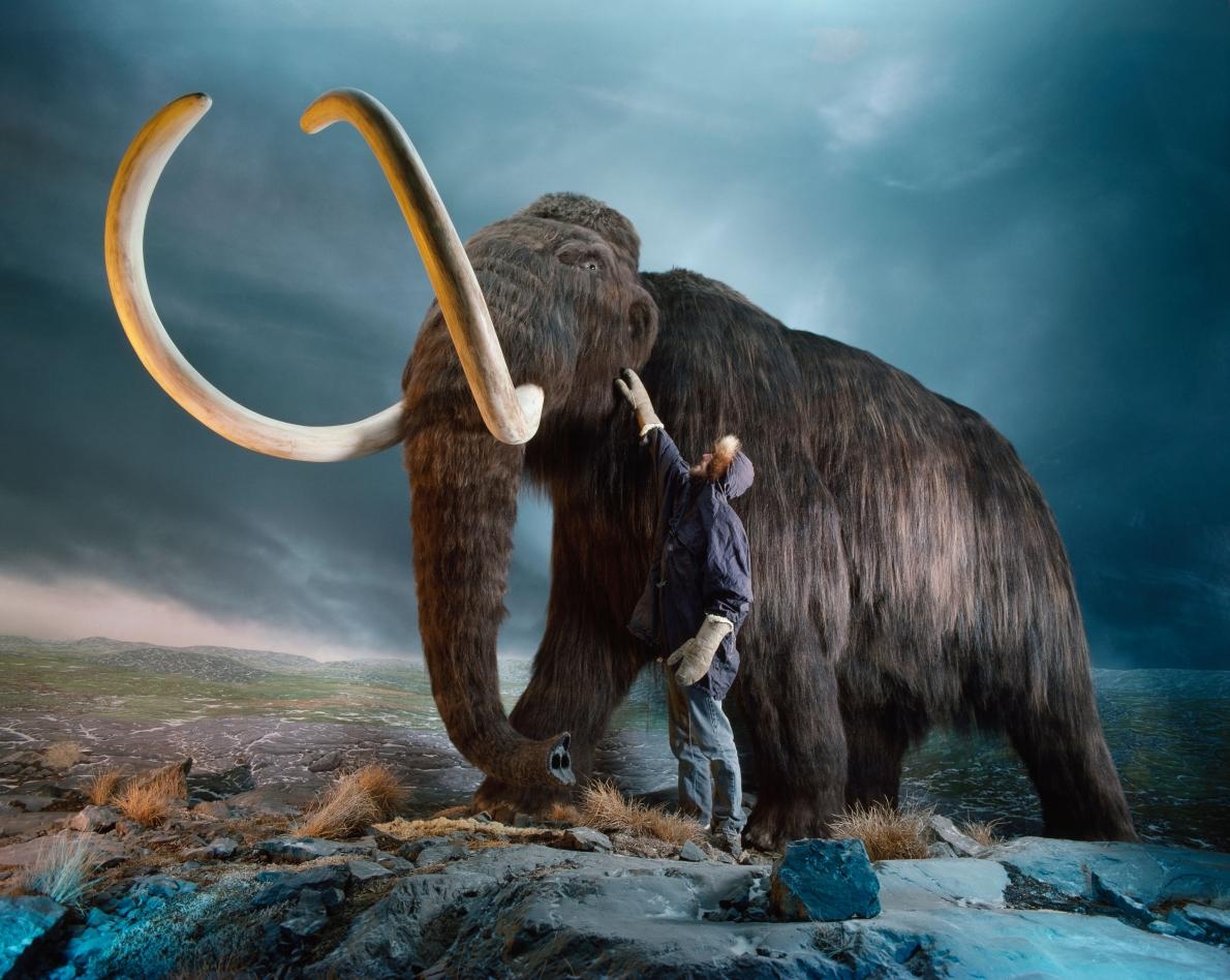 長久埋藏在永凍層裡，直到現在才重見天日的長毛象，因為牠們的「冰象牙」（ice ivory）而受到重視。被雕刻的長毛象象牙難以與大象象牙區分。 PHOTOGRAPH BY JONATHAN BLAIR, NAT GEO IMAGE COLLECTION