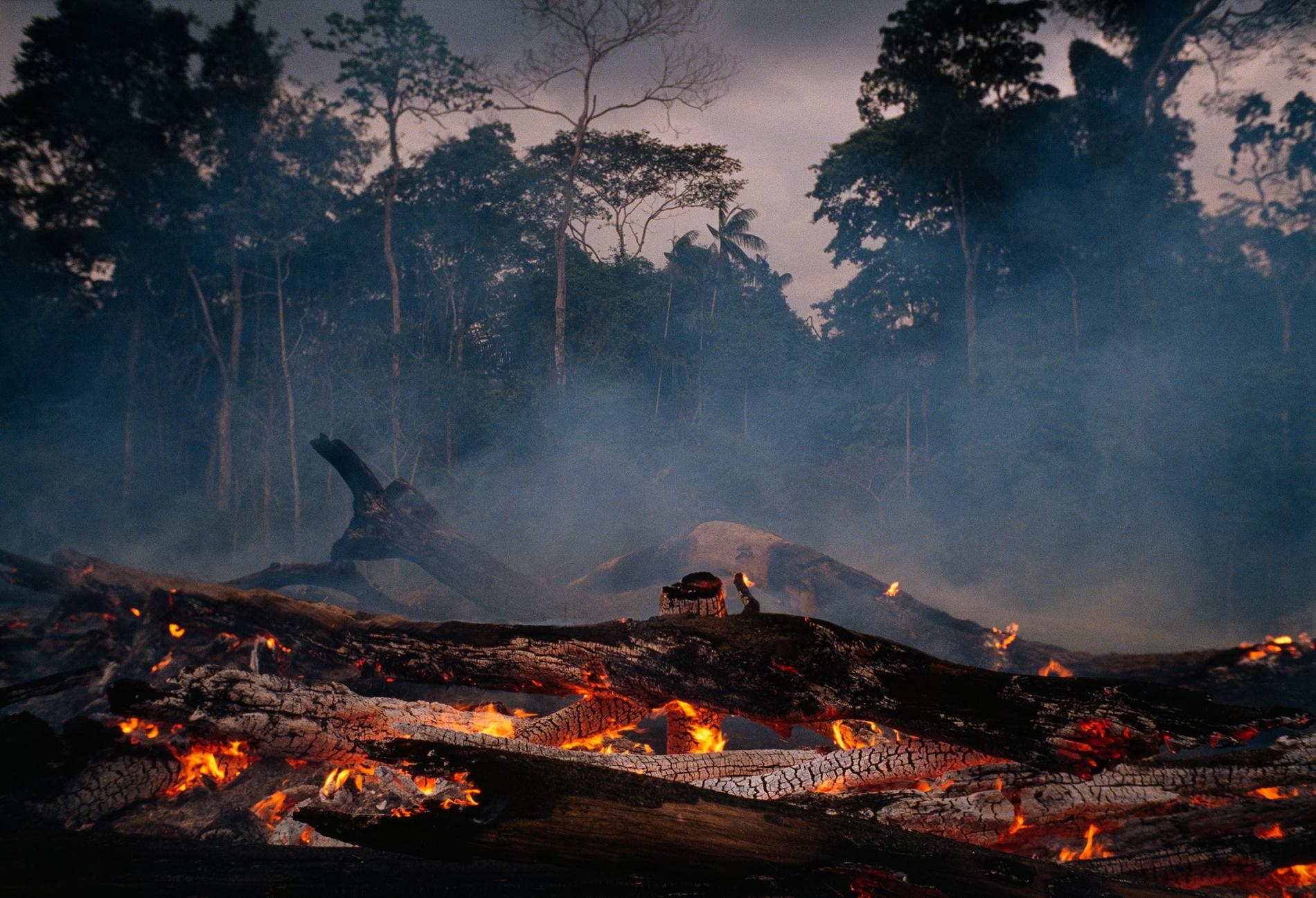 在巴西的亞馬遜地區，雨林被清除的速率在最近幾年上升了，而且在新總統賈伊‧波索納洛的治理下，這個速率還可望再進一步提升。這個森林常常會被焚燒來進行清理，得到的土地隨後被用來做為牛隻的牧草場或是農田。PHOTOGRAPH BY MICHAEL NICHOLS, NAT GEO IMAGE COLLECTION
