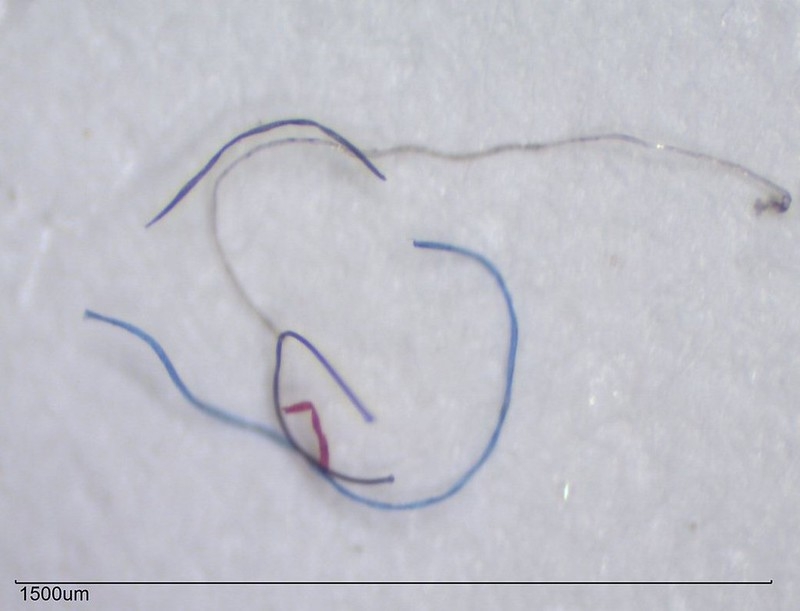 美國緬因州出海口發現的微纖維。圖片來源：Marine Environmental Research Institute
