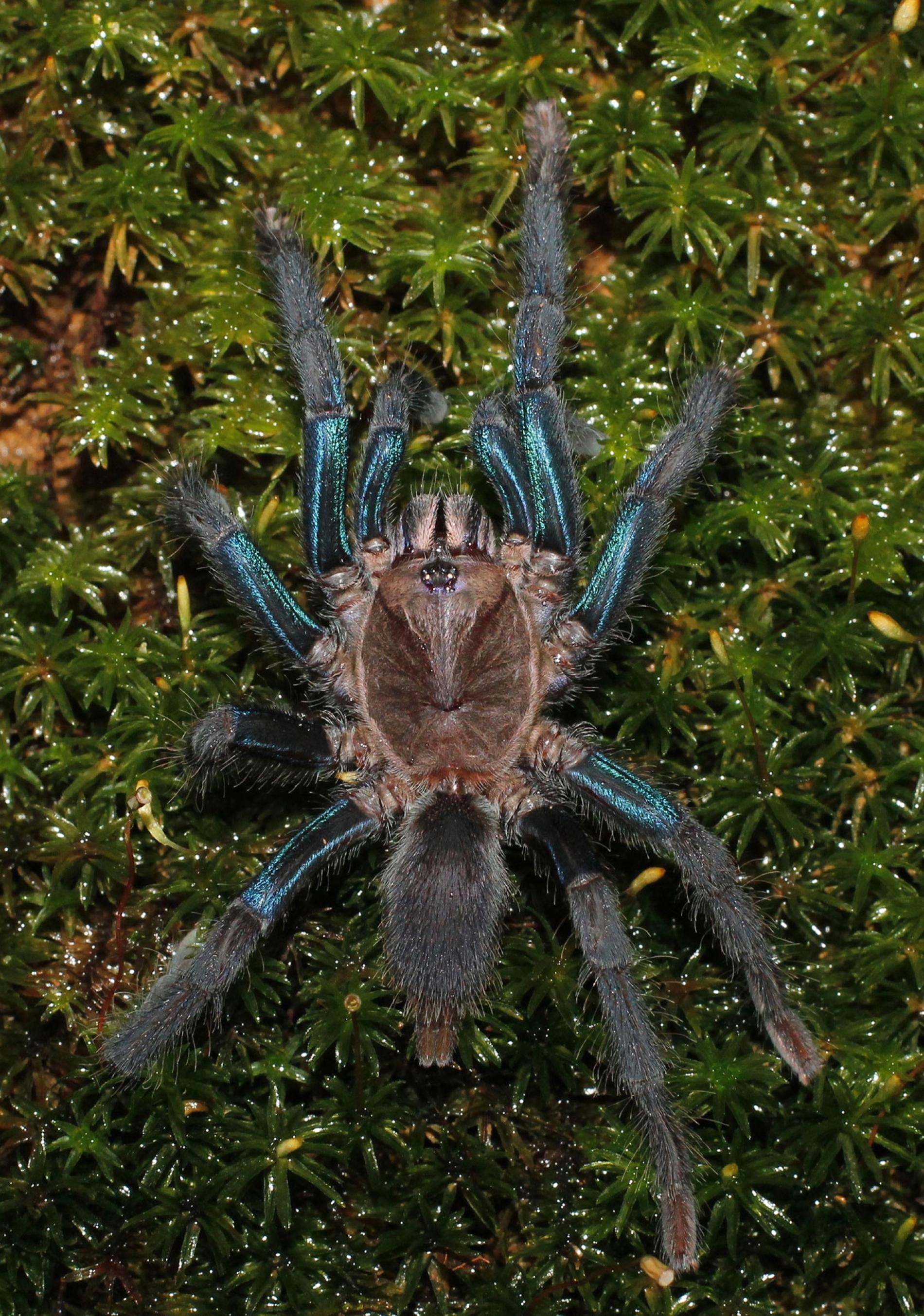 新種蜘蛛的雌性有著亮藍色的腿，雄性則是苔蘚般的褐色。PHOTOGRAPH BY RANIL P. NANAYAKKARA