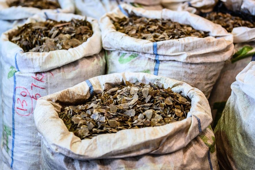 香港海關官員於2月查獲了8噸來自奈及利亞的穿山甲鱗片，凸顯出這種非法交易的規模之大。PHOTOGRAPH BY ANTHONY WALLACE, AFP/GETTY