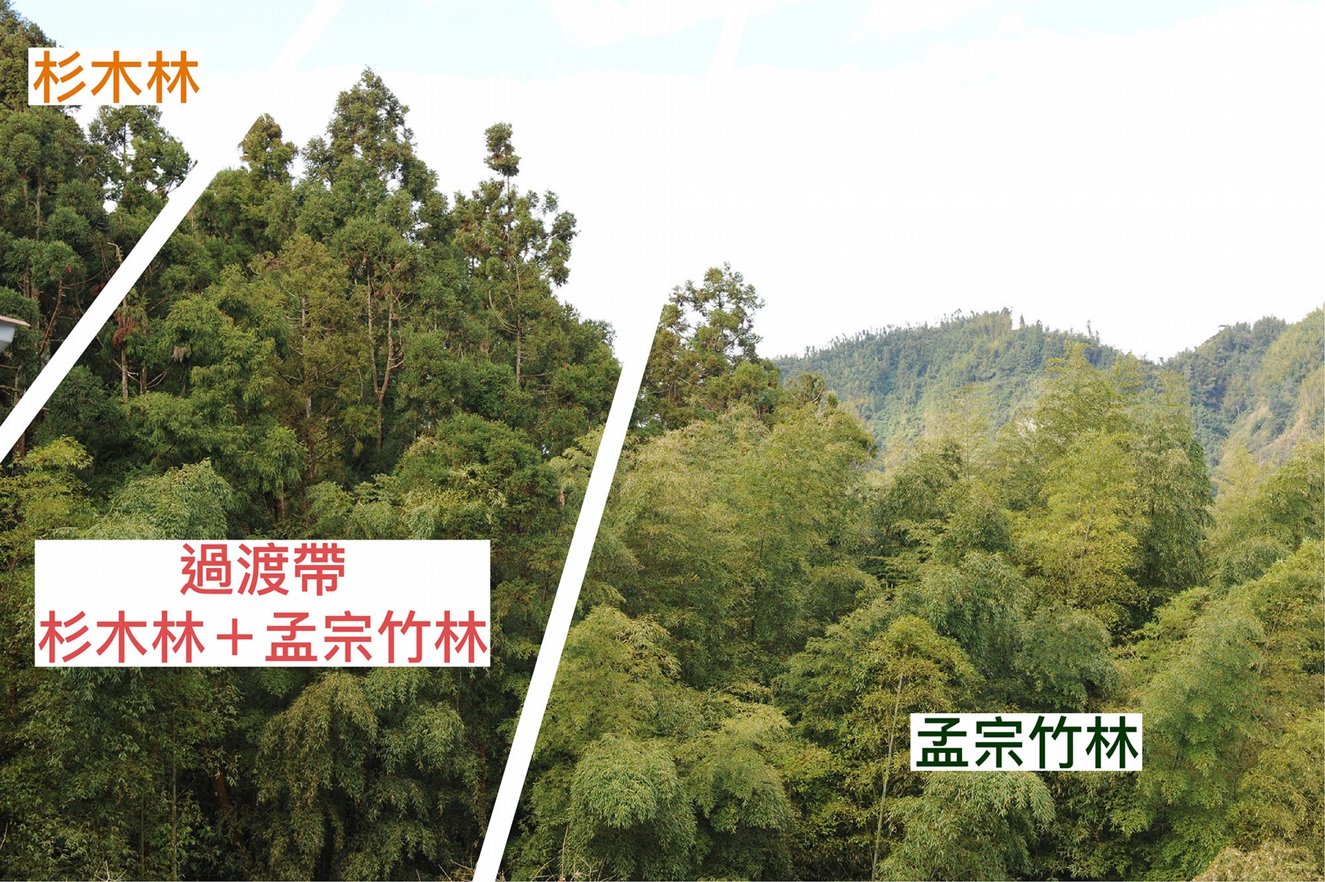 孟宗竹林侵入鄰近的杉木或闊葉林，是臺灣山區常見的景象。資料來源│邱志郁（溪頭羊彎） 圖說重製│廖英凱、張語辰 