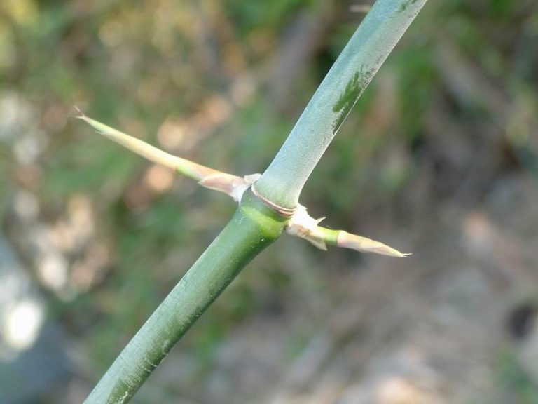 刺竹的枝節上具有尖銳短刺，碰到會唉唉叫，經常種植於房舍周圍作為天然圍牆。圖片來源│認識植物網站 
