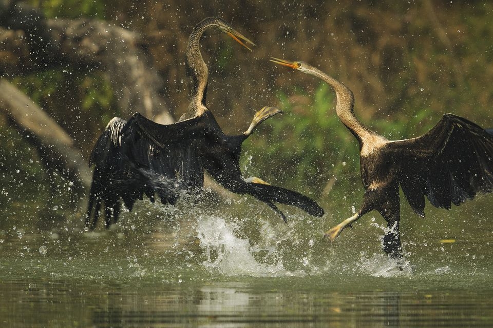 Photograph by Sashidhar Vempala, National Geographic Your Shot