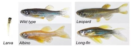 斑馬魚幼體（左）以及4種常見的不同變異的斑馬魚成體。（成體從左往右、從上到下分別為野生型、豹紋型、白化型以及長鰭型，實驗中最常見的是野生型）| 參考文獻[2]