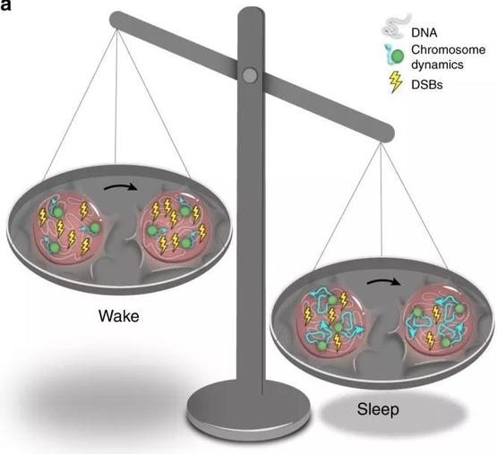 阿佩爾鮑姆團隊提出的睡眠作用機制：清醒狀態下（天平左側），DNA損傷（DSBs）不停積累（黃色標註增多），染色體動力學水平（chromosome dynamics）低（藍色曲線長度變化小）；睡眠狀態下（天平右側），染色體動力學水平升高（藍色曲線長度變長），DNA損傷水平降低（黃色標註減少） | 參考文獻[1]