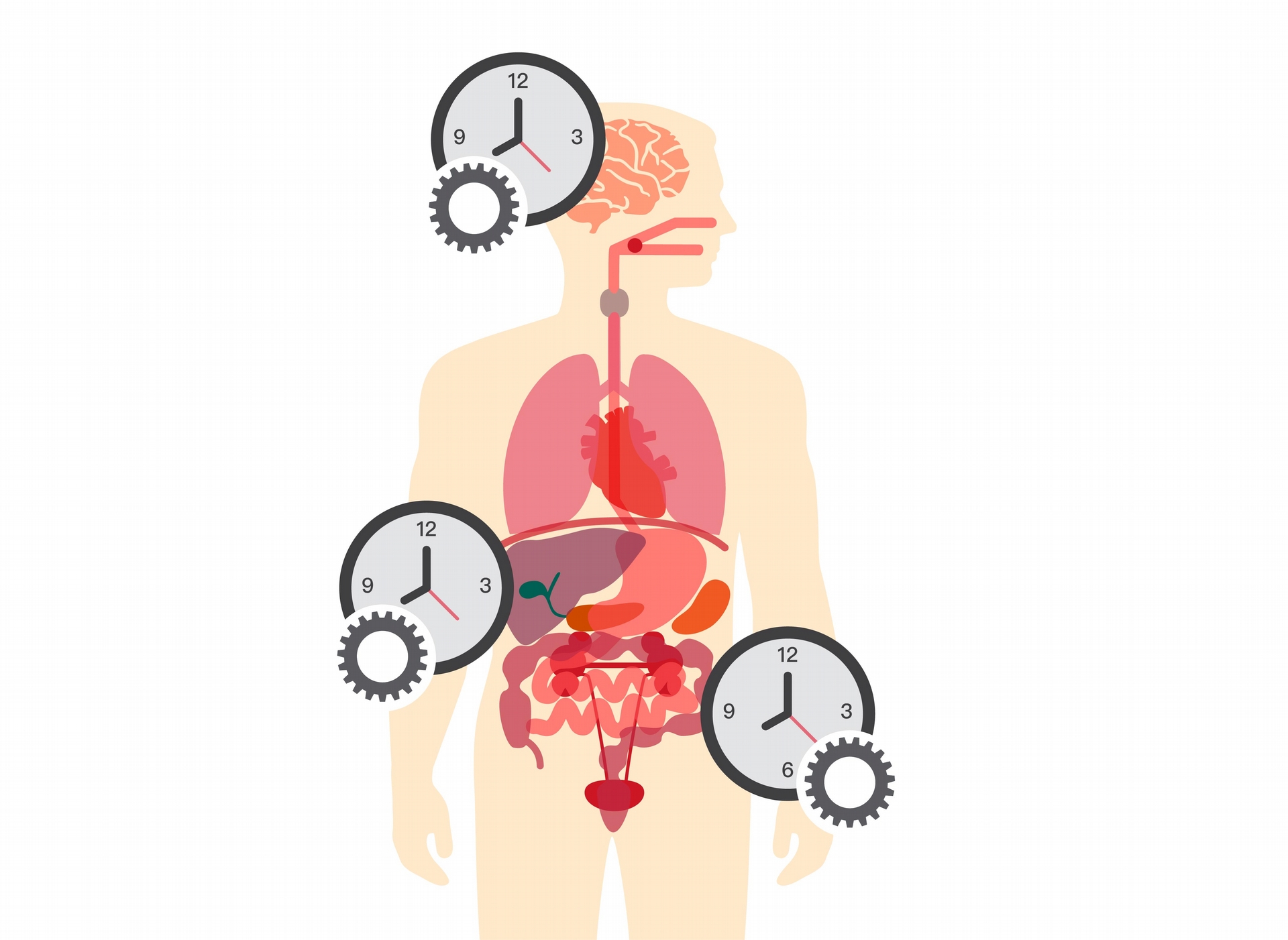 大腦是主要的生理時鐘，但體內各器官也有自己的生理時鐘，彼此會交互影響。圖片來源│iStock 圖說重製│張語辰 