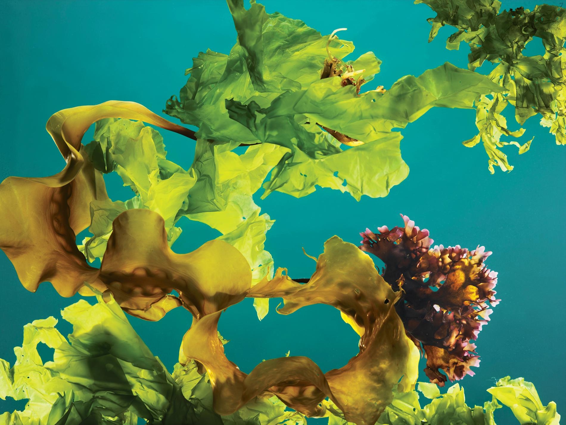 緬因外海採收的海帶 （kelp）、愛爾蘭紅藻（Irish moss）和石蓴（sea lettuce）。PHOTOGRAPH BY REBECCA HALE, NAT GEO IMAGE COLLECTION