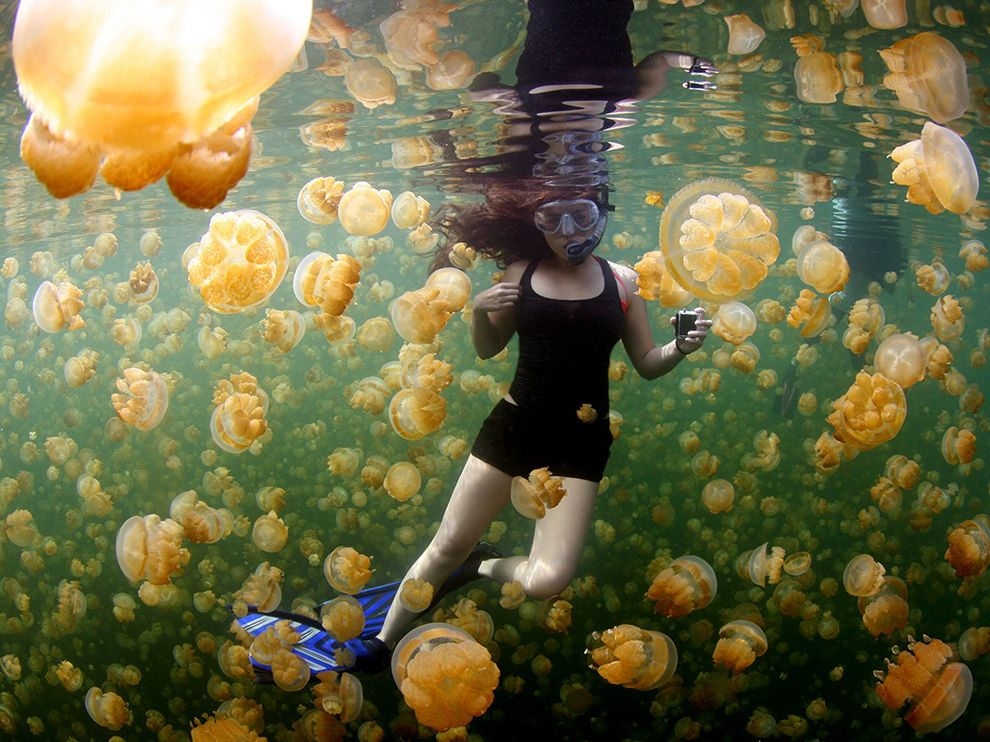 透亮黃金：水母湖