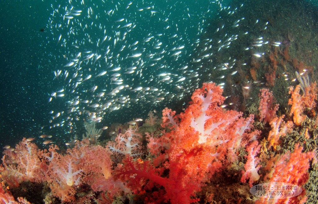 深澳海域的珊瑚礁。資料照片，活塞教練王銘祥提供。
