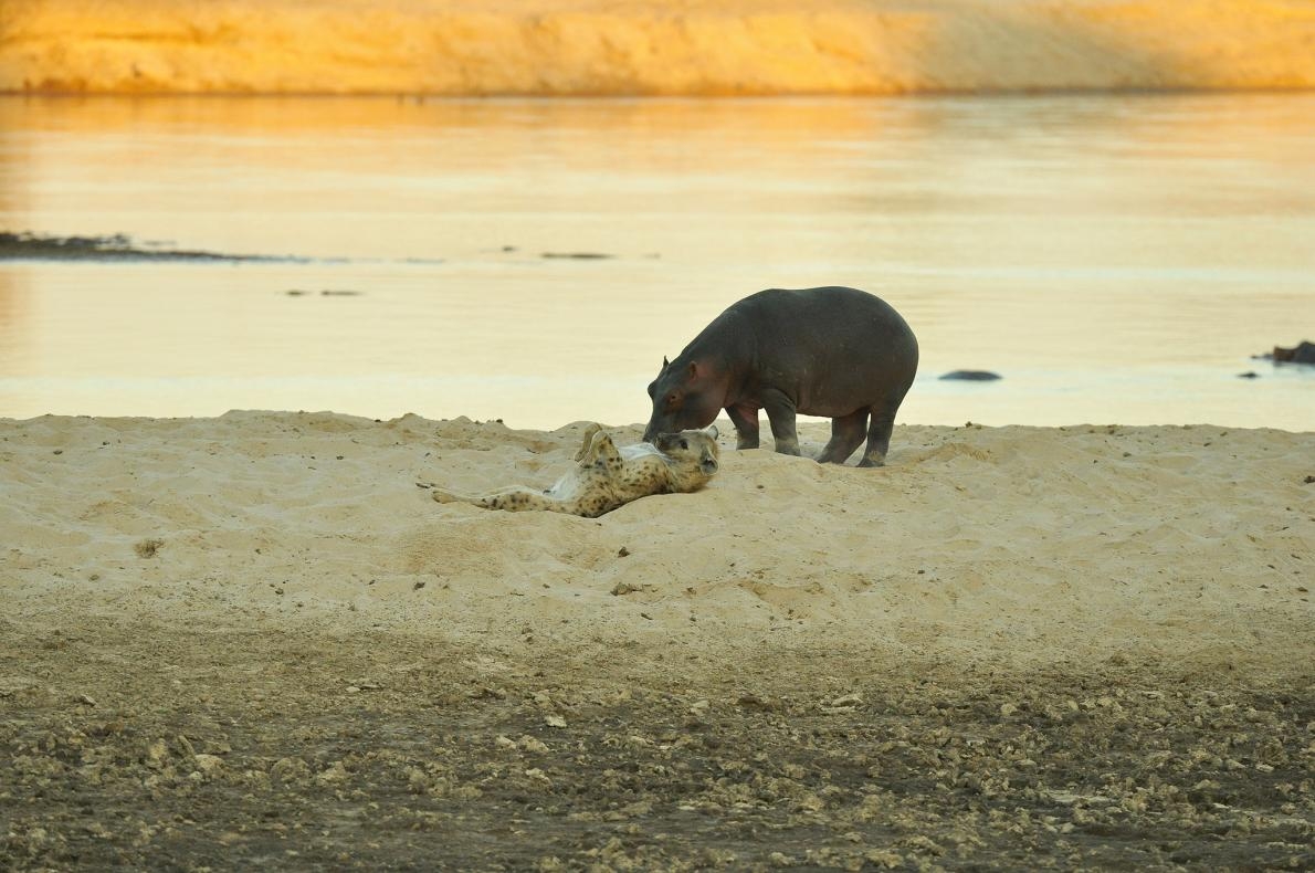 今年7月於盧安瓜河（Luangwa River）畔，一隻斑鬣狗（spotted hyena）在一頭河馬旁露出肚皮PHOTOGRAPH BY SHENTON SAFARIS