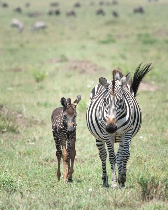 在最近的一張照片中，提拉和母親一起走過肯亞的馬賽馬拉國家保護區。PHOTOGRAPH BY FRANK LIU 