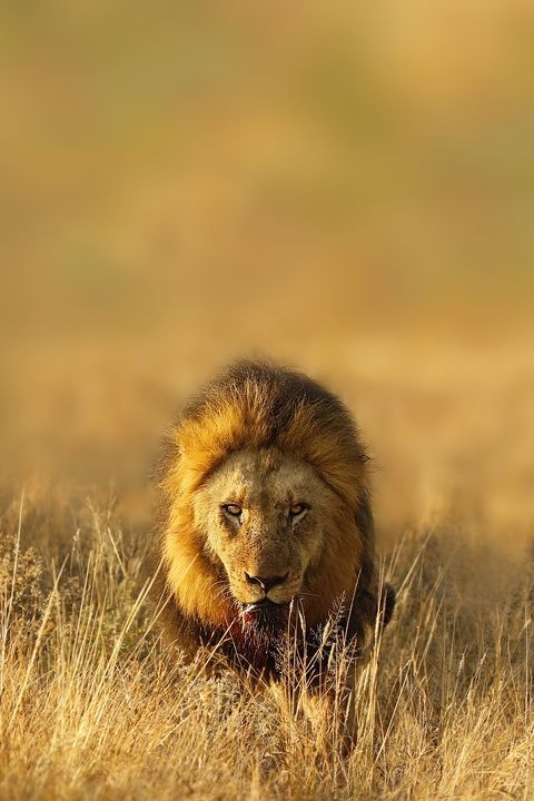 Photograph by Jaco Beukman, National Geographic Your Shot