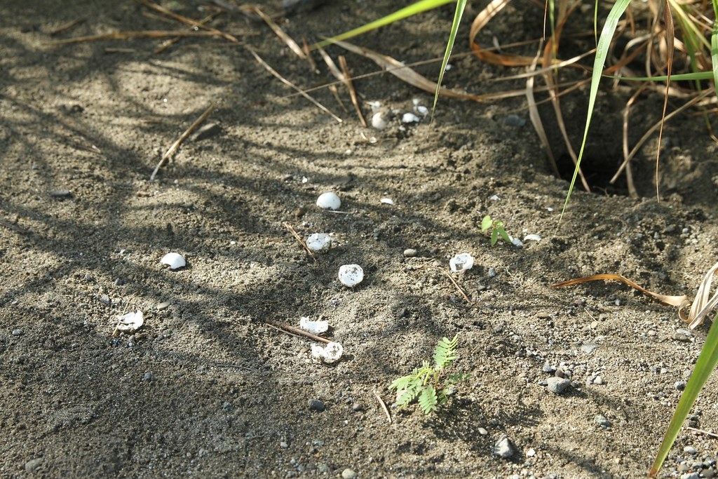 鱉溪紀錄到鱉蛋，看起來若非破殼而出，就是被天敵嗑掉了。洄瀾風顧問公司提供