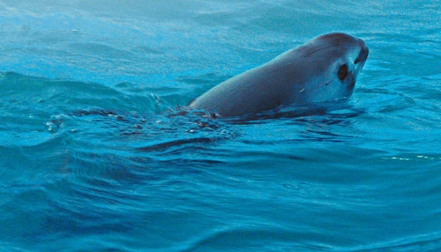小頭鼠海豚身長大約1.5公尺，是一種短小健壯的動物。PHOTOGRAPH BY NATIONAL GEOGRAPHIC