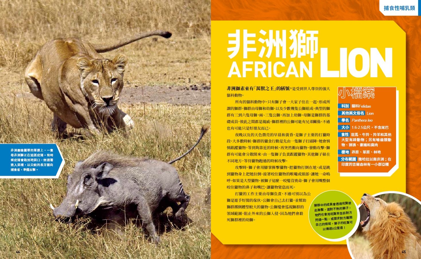 《國家地理終極捕食動物百科》非洲獅
