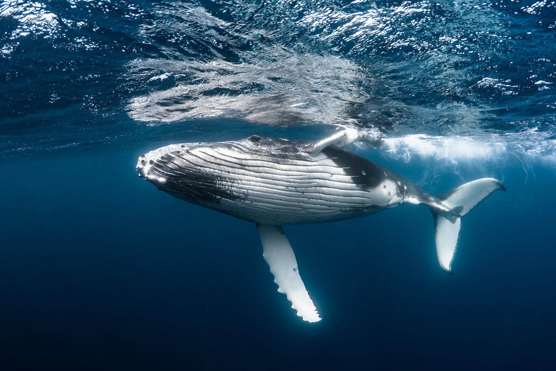 這隻年輕座頭鯨的一生的價值是數百萬美元。因為牠能夠不斷地捕捉碳，並在死後將這些碳深沉海底。PHOTOGRAPH BY GREG LECOEUR, NAT GEO IMAGE COLLECTION
