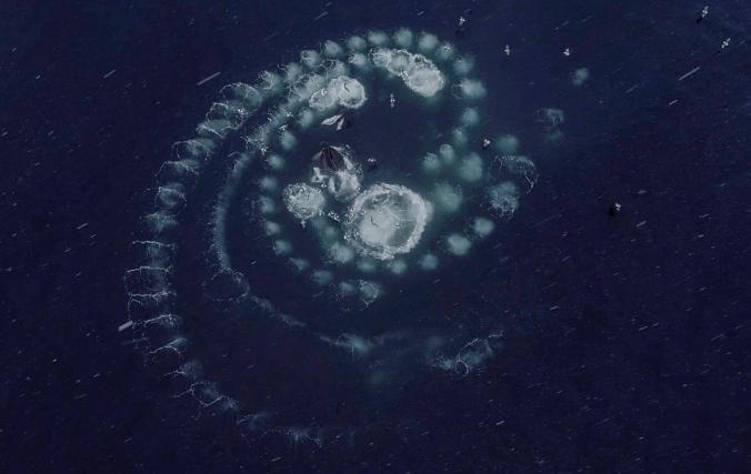 數隻座頭鯨盤旋在一團磷蝦周遭，爆出一串氣泡將獵物圍困起來。PHOTOGRAPH BY PAUL NICKLEN, NAT GEO IMAGE COLLECTION