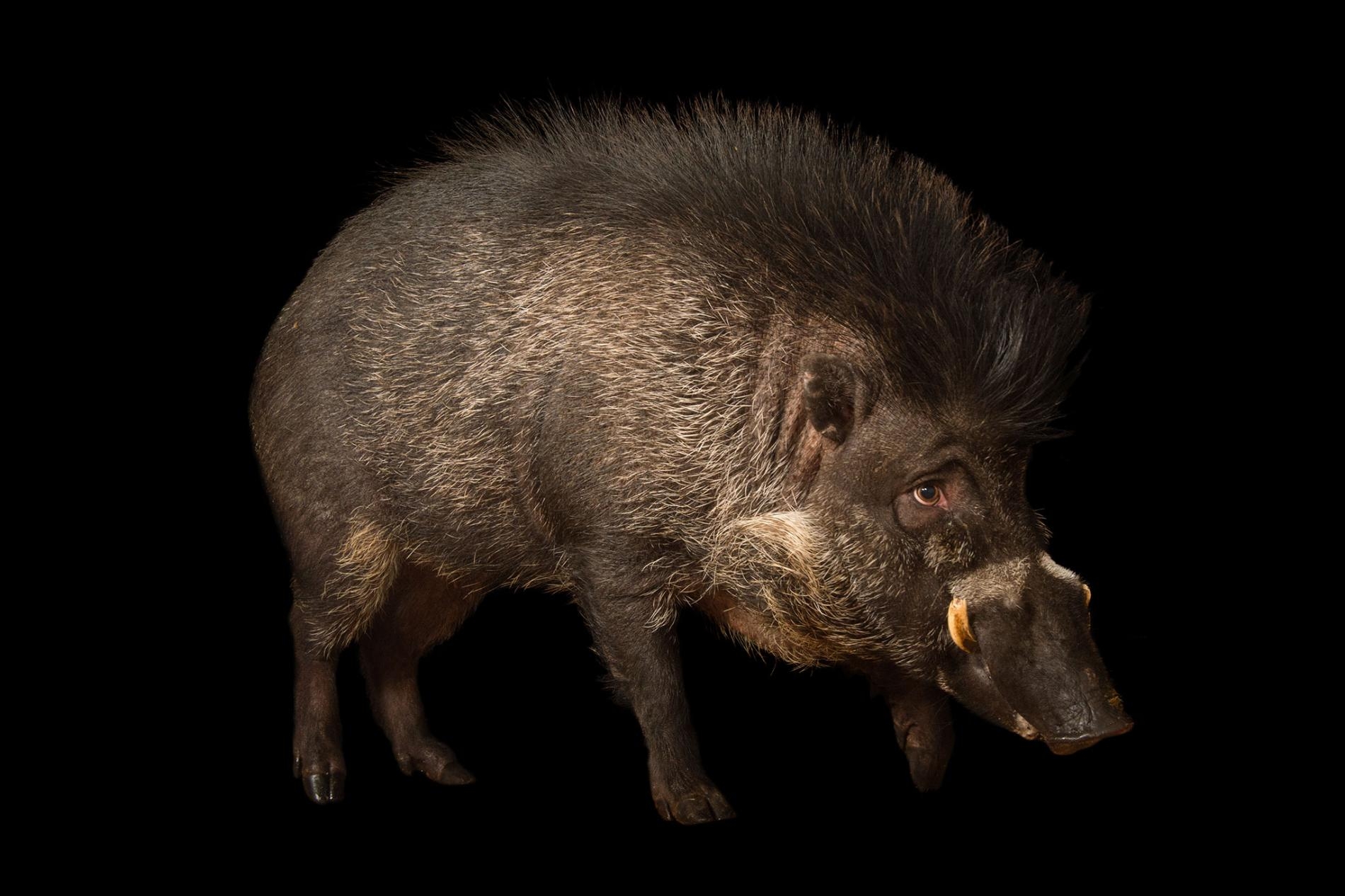 目前養在圈養環境中的捲毛野豬（<i>Sus cebifrons</i>, 圖為明尼蘇達動物園的捲毛野豬）大約只有300頭。牠們在野外的族群狀況不明。PHOTOGRAPH BY JOEL SARTORE, NATIONAL GEOGRAPHIC PHOTO ARK