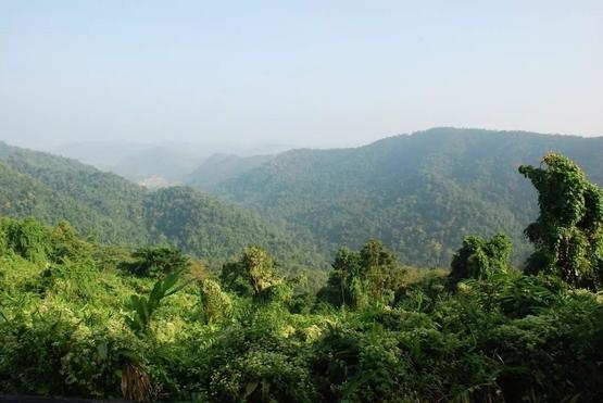 泰國的雨林景觀｜Pixabay