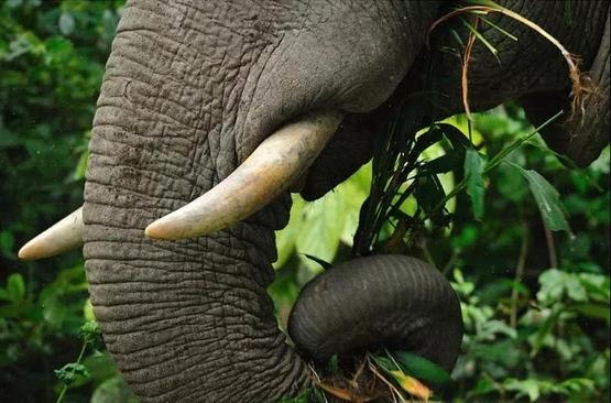 大象踐踏植被，推倒樹木，並不斷為森林創造「開口」，為生長速度緩慢的植被留出了生長空間｜tontantravel