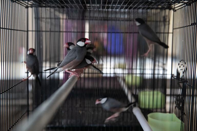 爪哇雀（Lonchura oryzivora）是印尼國內野生動物貿易的熱門目標。PHOTOGRAPH BY GABBY SALAZAR