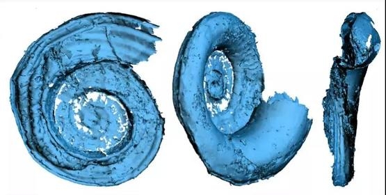 蝸牛標本的高解析3D圖像| 邢立達