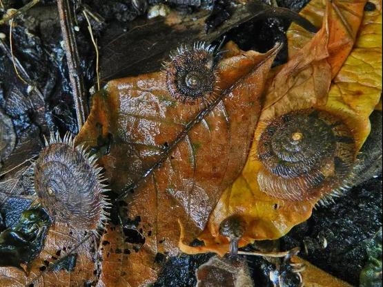 生活在今天的「有毛蝸牛」——齒邊多毛環肋螺（<i>Plectotropis trichotropis laciniata</i>）| 周清華