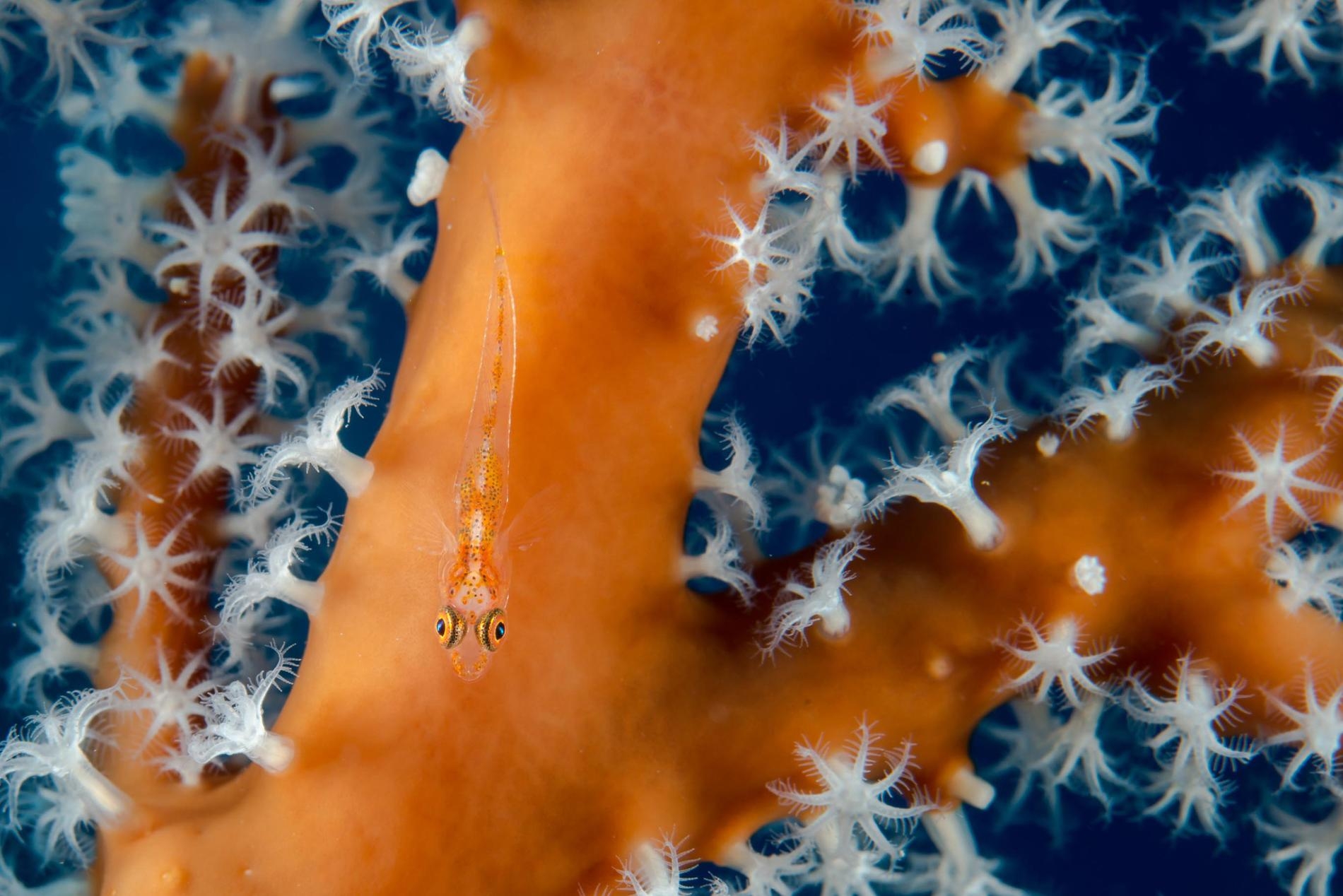 種類繁多的物種生活在帛琉大片受保護的海洋中，包括這條隱身在紅珊瑚分枝中的小蝦虎魚（<i> Gobiiformes</i>）。PHOTOGRAPH BY ENRIC SALA, NAT GEO IMAGE COLLECTION