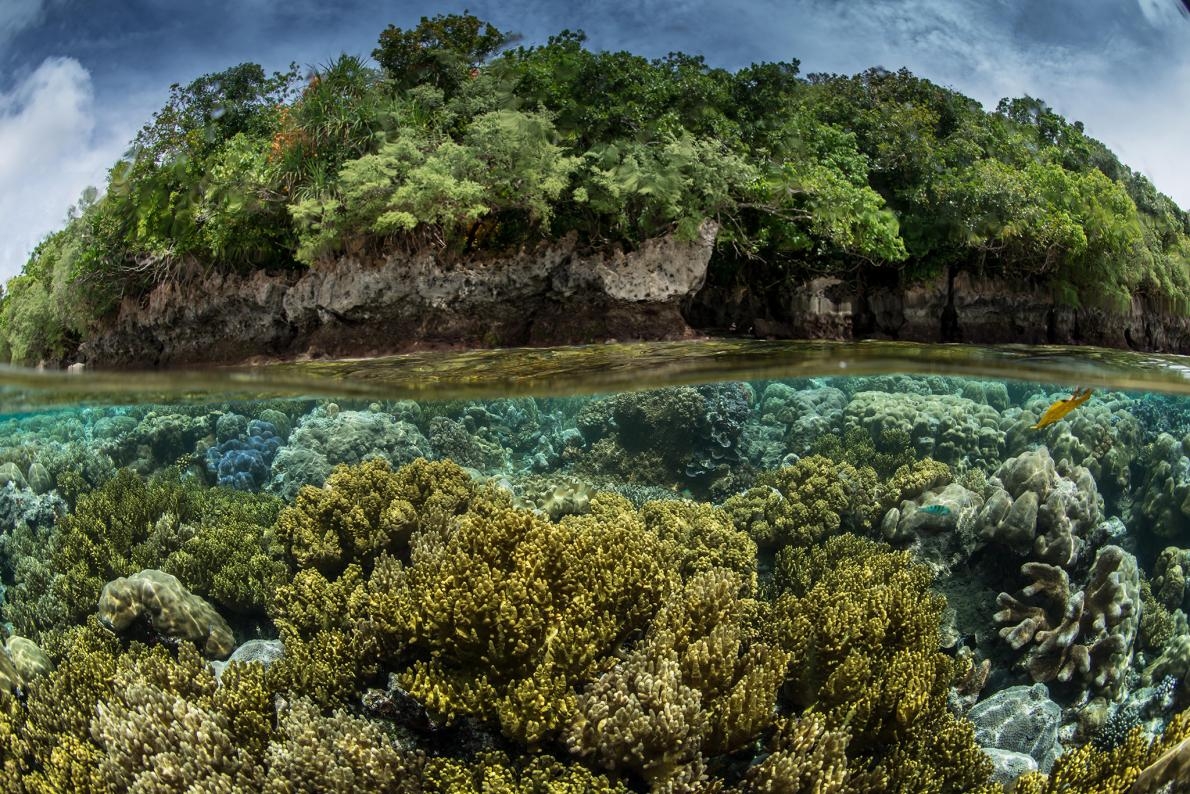 在「原始海洋」（Pristine Seas）這個計畫中一趟到帛琉的探險裡，工作團隊發現了這邊的陸上和海裡都擁有高度生物多樣性。PHOTOGRAPH BY ENRIC SALA, NAT GEO IMAGE COLLECTION