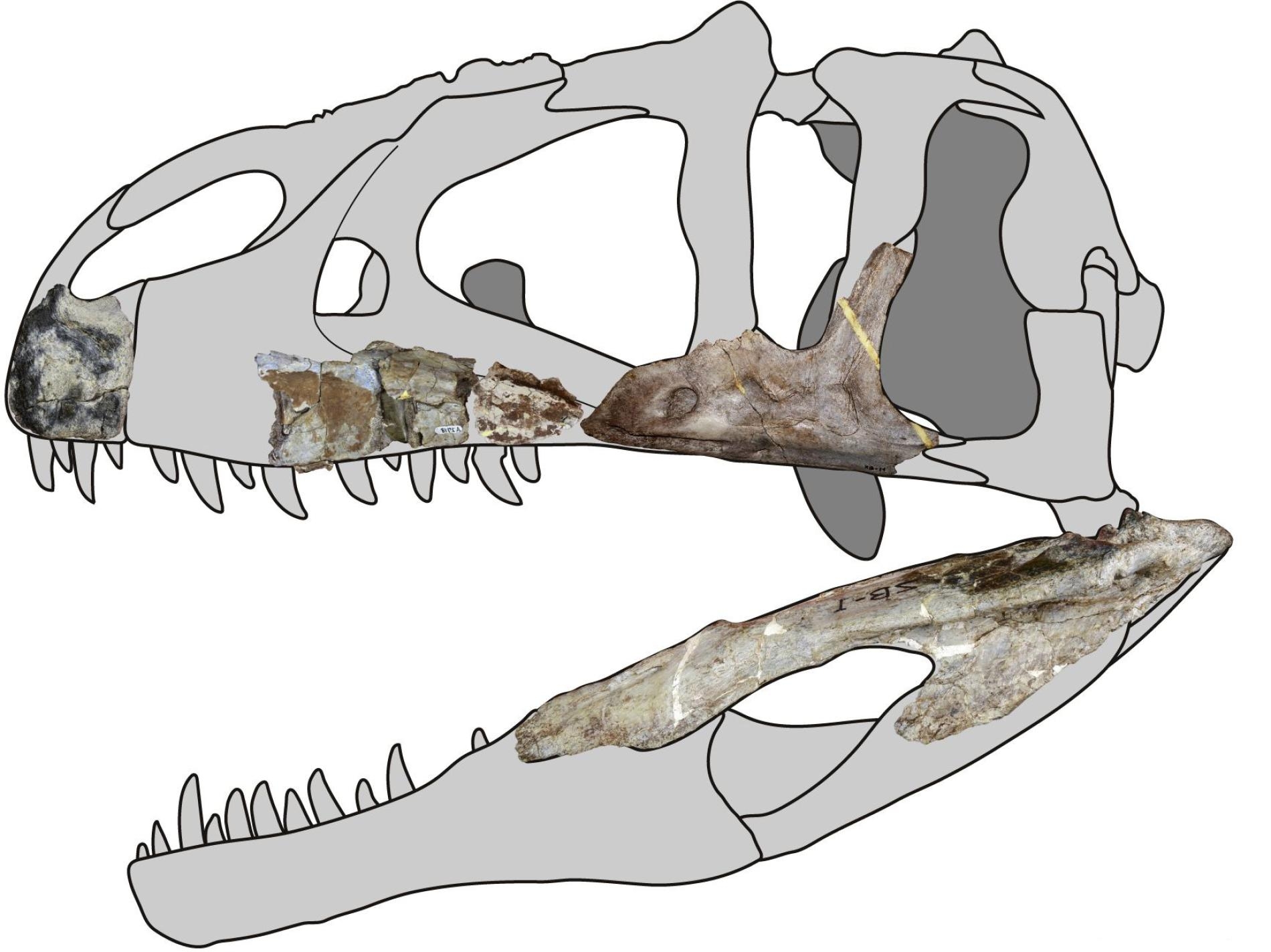 在泰國進行的化石發掘找出了蘇瓦提暹羅盜龍（<i>Siamraptor suwati</i>），是一種新型的掠食性恐龍。這種生物屬於鯊齒龍屬，牠們以神似牛排刀的鋸齒狀牙齒聞名。IMAGE COURTESY OF CHOKCHALOEMWONG ET AL., 2019