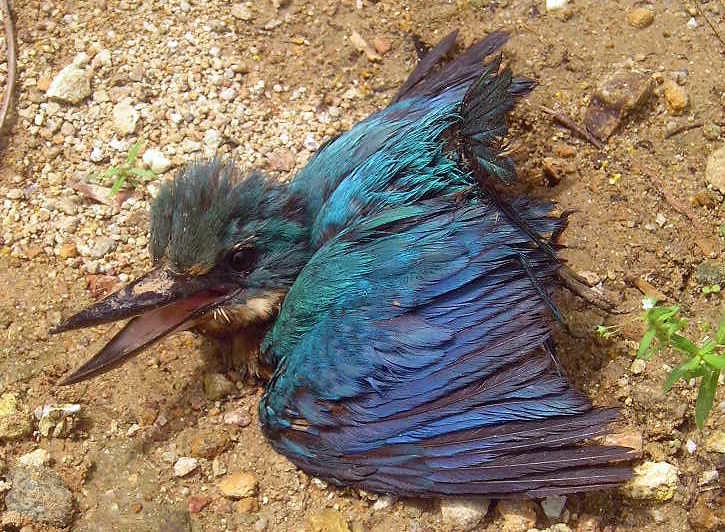 塔克隆島國家海洋保護區也受到此次油汙嚴重影響。圖為在沿海紅樹林救出的傷鳥。Shubert Ciencia攝（CC BY 2.0）