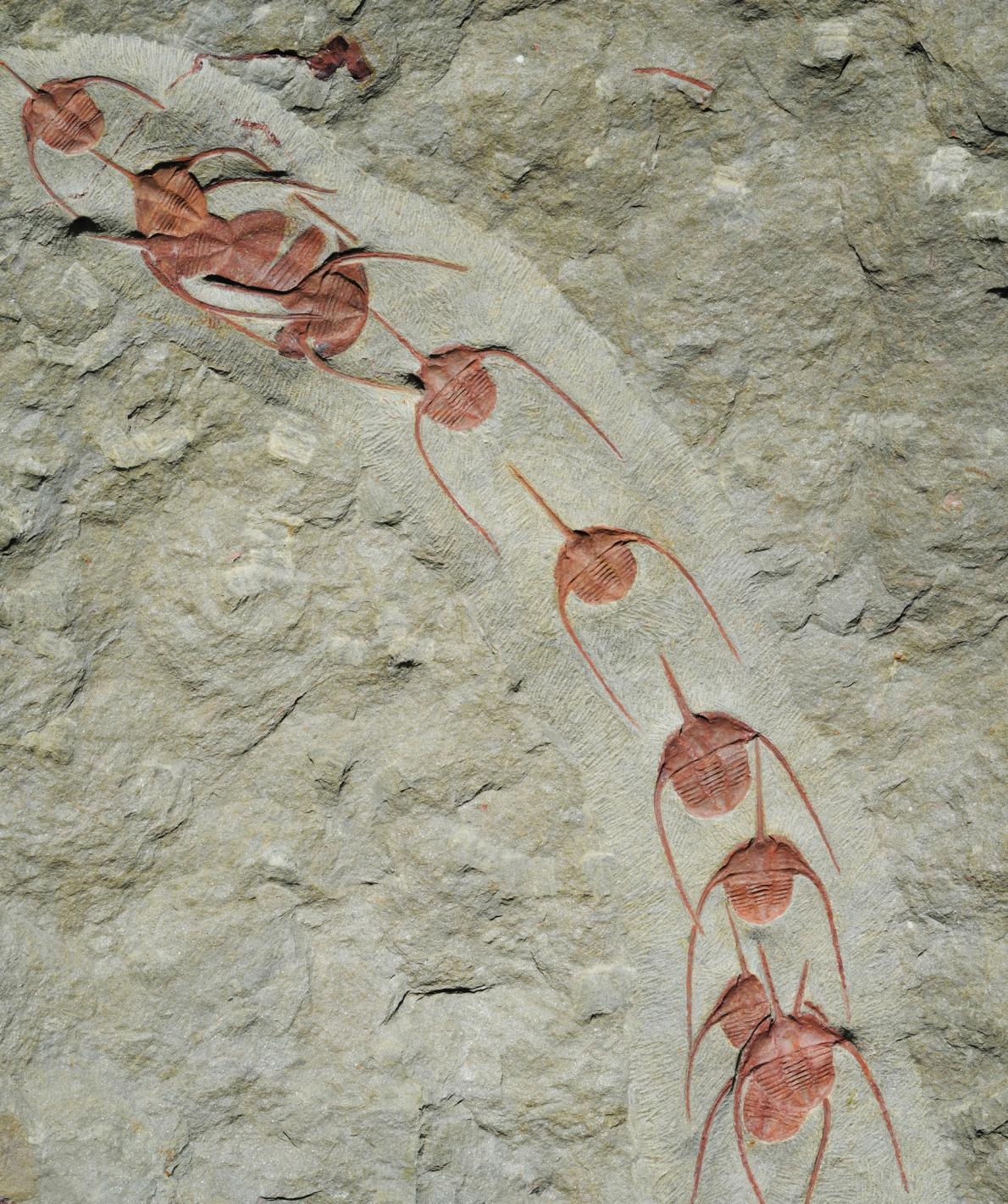 新發現的古頭帶蟲屬（<i>Ampyx</i>）三葉蟲化石證實這種遠古海洋生物會集結成線狀群集，目的可能是為了遷徙或交配。PHOTOGRAPH BY JEAN VANNIER, UNIVERSITÉ DE LYON 