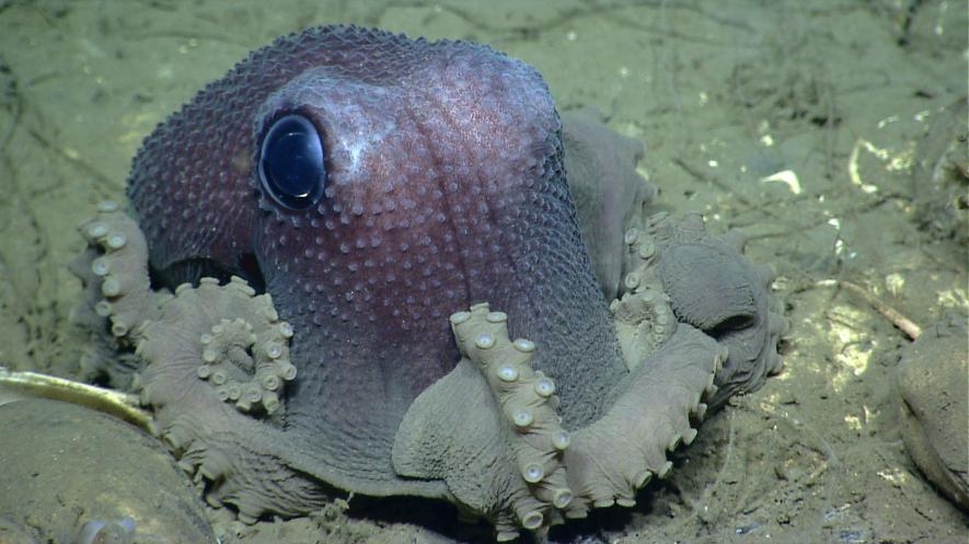 一隻體表特別多疣的大西洋近緣物種──穀蛸（Graneledone verrucosa）。PHOTOGRAPH COURTESY NOAA 