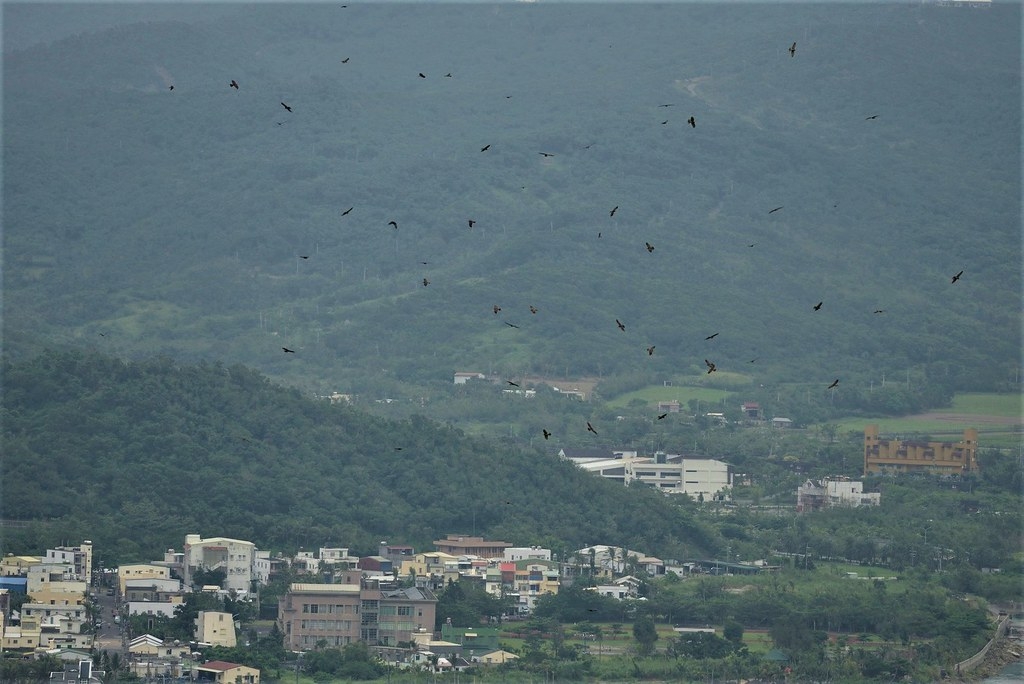 每年國慶日前後過境臺灣的灰面鵟鷹，並有大量族群停留滿洲鄉夜棲。攝影：楊建鴻