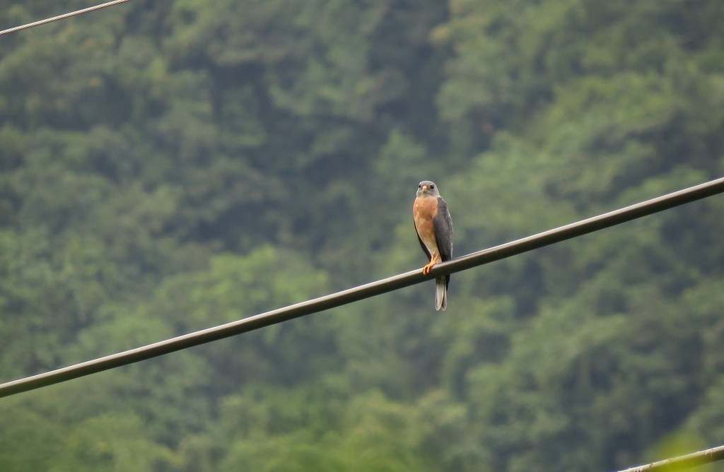 小小赤腹鷹，經過發報器追蹤，每年為了繁殖、度冬，橫跨中國山東到印尼蘇拉維西島。攝影：蔡岱樺