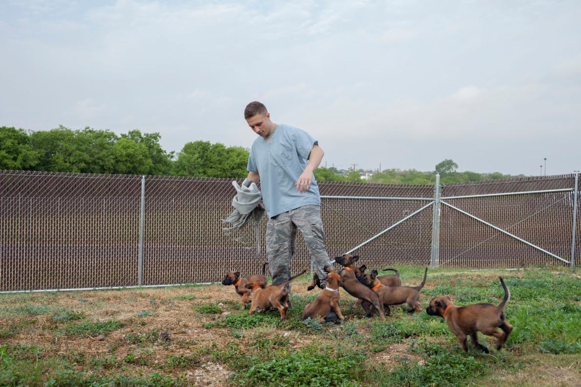 <b>訓練軍犬</b> – 空軍下士史蒂芬．萊瑟格（Stephen Risiger）在聖安東尼奧（San Antonio）拉克蘭空軍基地（Lackland Air Force Base）的第341訓練中隊軍用犬繁殖計畫中陪一群七周大的比利時瑪利諾幼犬一起玩耍，這裡的狗就是專門為軍旅生涯而繁殖的。PHOTOGRAPH BY ADAM FERGUSON, NATIONAL GEOGRAPHIC 