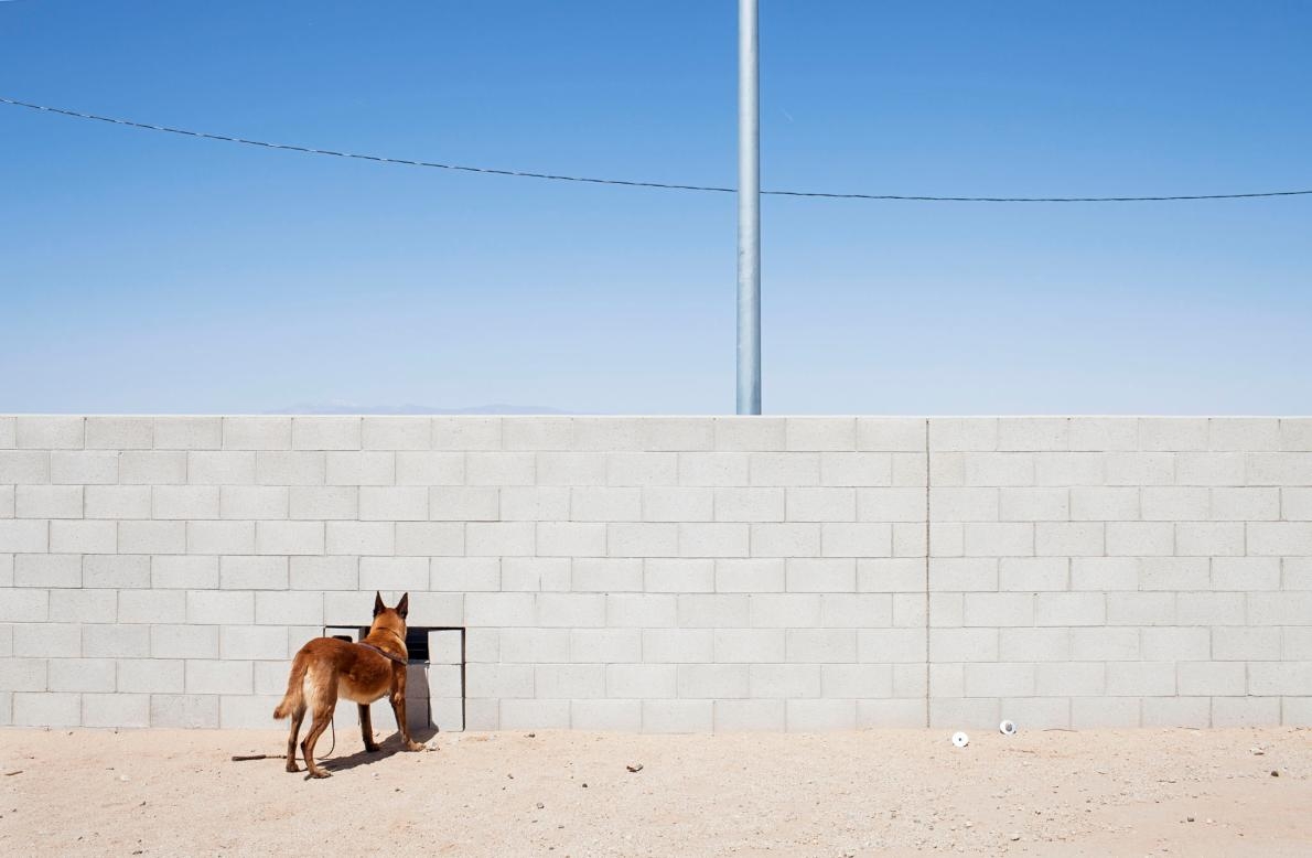 <b>躲貓貓</b> – 一隻三歲大的狗在受訓時練習搜尋毒品。PHOTOGRAPH BY ADAM FERGUSON, NATIONAL GEOGRAPHIC 