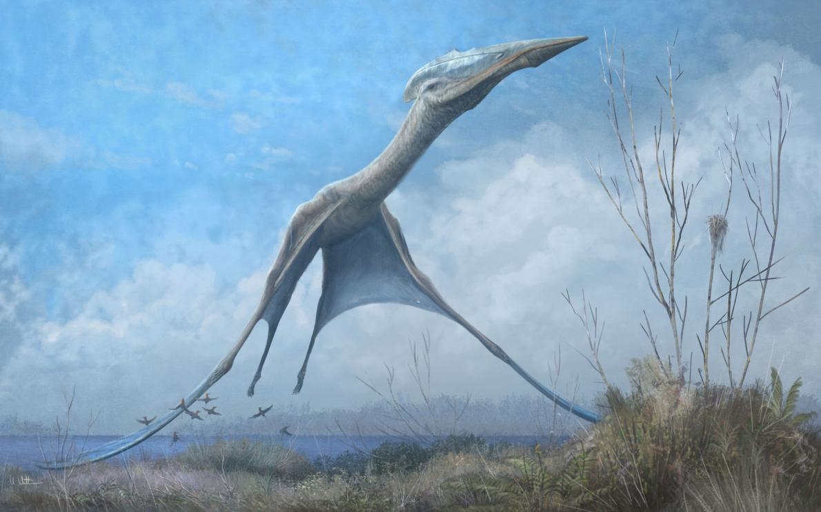 插畫中一隻神龍翼龍（azhdarchid）飛翔於羅馬尼亞。火災後從巴西國家博物館找回的化石顯示，與畫中同類的飛行爬型動物也曾經在白堊紀晚期的南極天空中翱翔。ILLUSTRATION BY MARK WITTON