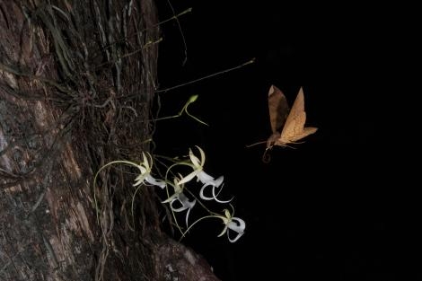 在螺旋沼澤，一隻獅身人面像蛾（Pachylia ficus）為一株鬼蘭授粉後徘徊在花朵上方。PHOTOGRAPH BY MAC STONE