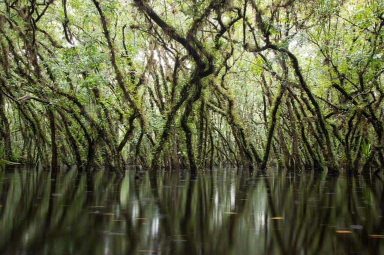 圓滑番荔枝是鬼蘭的重要宿主。它們能在長時間的洪水氾濫中存活，而且它們茂密的樹冠有助於創造出適合鬼蘭的理想微氣候。PHOTOGRAPH BY MAC STONE