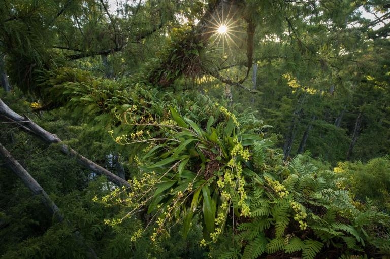 鬼蘭不是唯一生活在沼澤與沼澤森林的附生植物。落羽松原始林鬱鬱蔥蔥的樹冠提供了理想的棲地與微氣候給其他多種稀有的附生植物，例如這種多穗蘭（Polystachya concreta）。PHOTOGRAPH BY MAC STONE