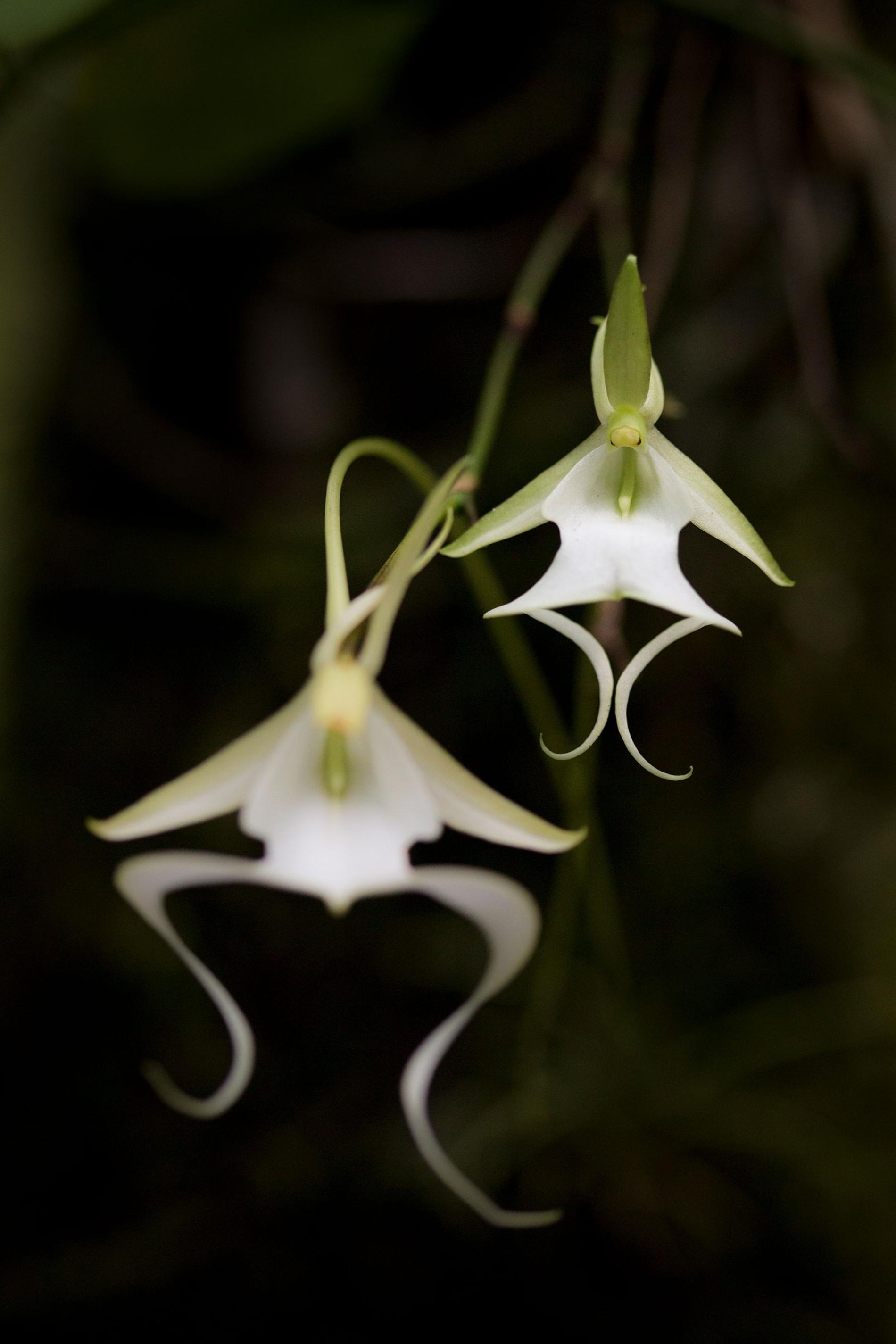 稀有的鬼蘭主要生長在南佛羅里達的三個保護區，它迷人的花朵已讓世界各地的人陶醉。PHOTOGRAPH BY MAC STONE