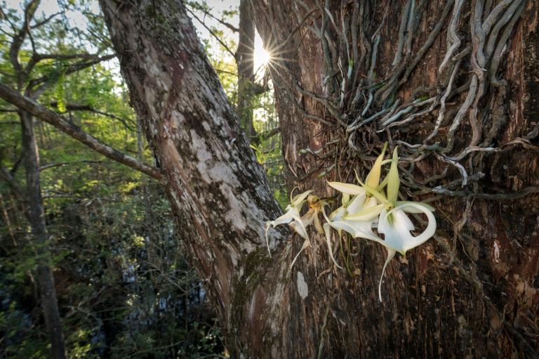 「超級鬼蘭」是南佛羅里達野外已知最大的鬼蘭，它會同時綻放許多花朵，有時夏季的多數時間都在開花。PHOTOGRAPH BY MAC STONE
