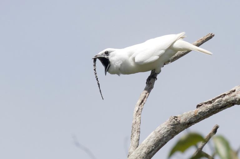 一隻雄白鐘雀正在發出求偶的鳴聲。之後牠們會透過伸展從喙上長出的長條黑肉垂，進一步加大牠們的求偶動作。PHOTOGRAPH BY ANSELMO D'AFFONSECA